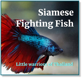 Siamese Fighting Fish website as showcased on patriciagallinger-giao.ca/web design