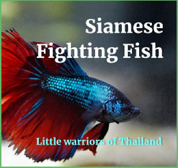 Siamese Fighting Fish website as showcased on patriciagallinger-giao.ca/web design