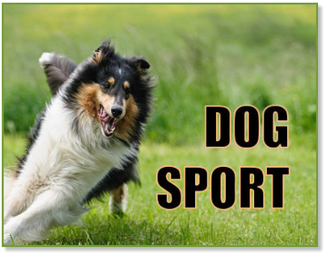 Dog Sport website as showcased on patriciagallinger-giao.ca/web design
