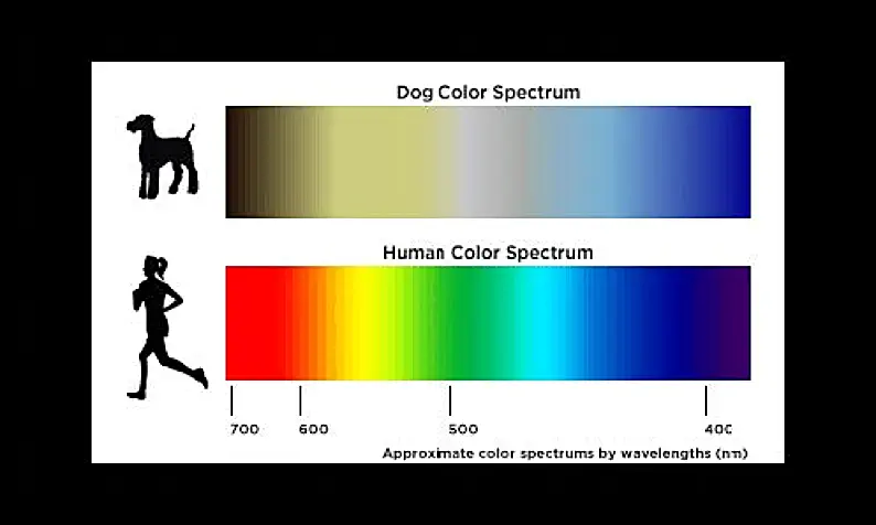 dog blog page spot image for dog color spectrum compared to human color spectrum